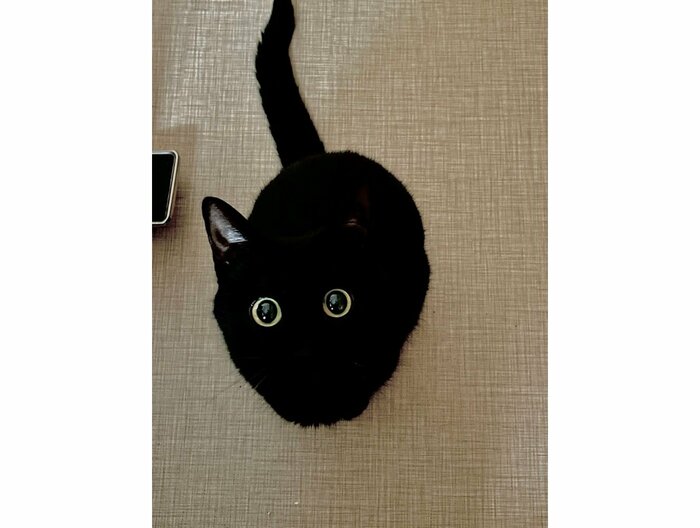 こちらがバズった“まっくろくろすけ”(提供:マクーさん)