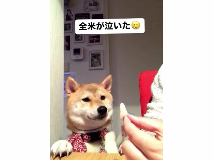 提供:柴犬ハル&雑種すずさん