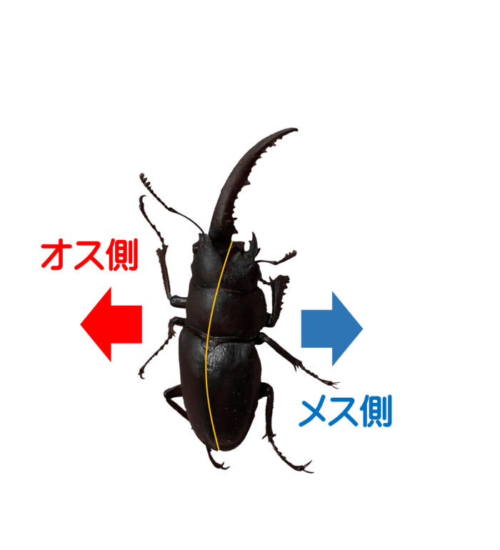 提供:宮崎県総合博物館