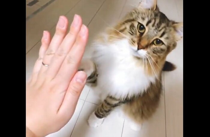 ルーナちゃんの「ハイタッチ」