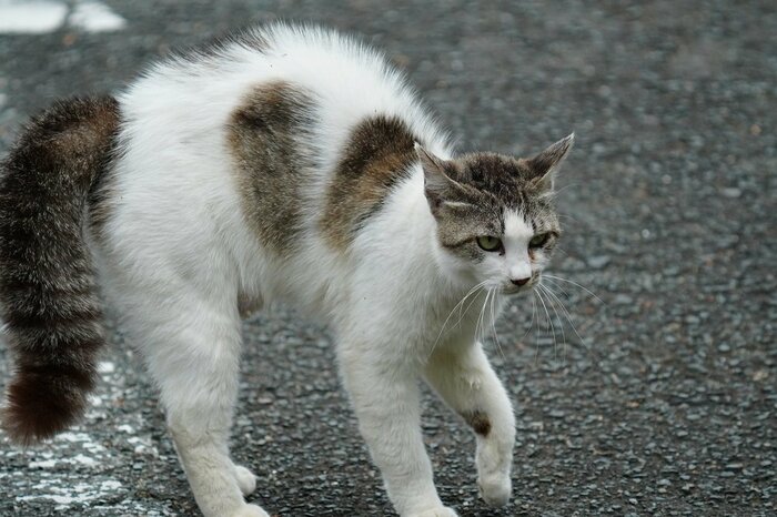 警戒する猫として思い浮かぶのはこの姿だろう(画像はイメージ)