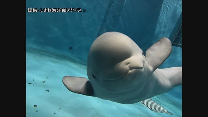 スタッフの懸命の世話で順調に成長