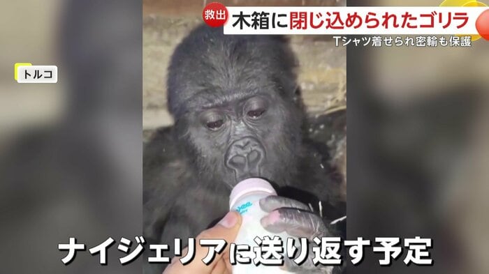 無事ナイジェリアに帰る予定の赤ちゃんゴリラ