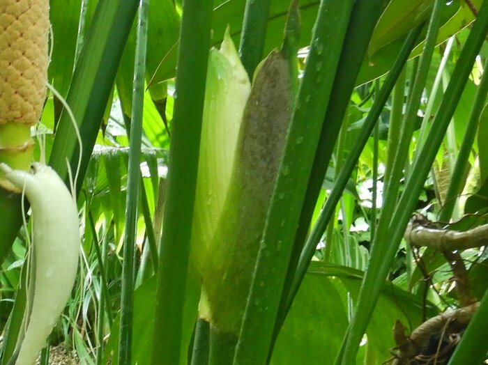 提供:咲くやこの花館 「パナマソウのつぼみ」
