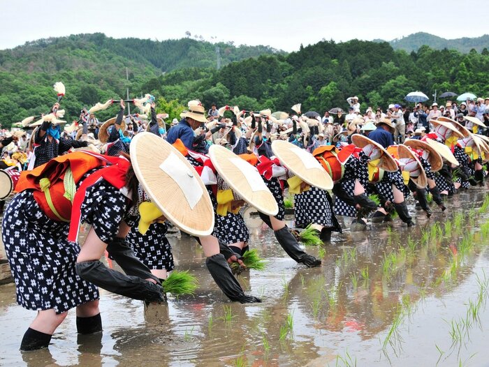 壬生の花田植