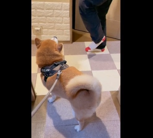 旦那さんが“足踏み”に参加すると、ピタリ…。