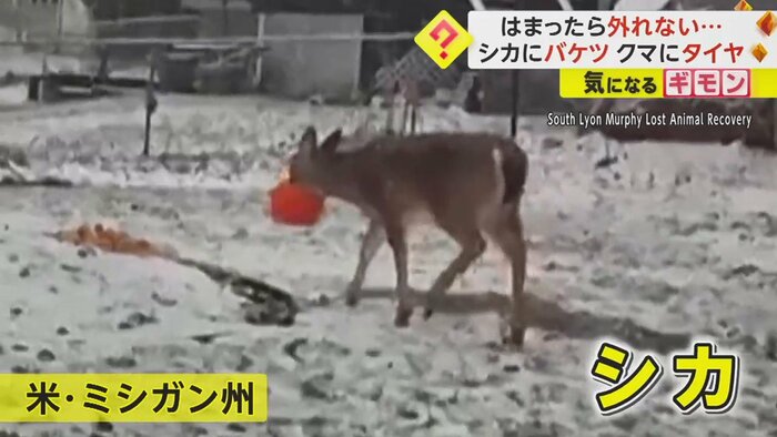 顔のあたりに、オレンジ色の丸い物が見える