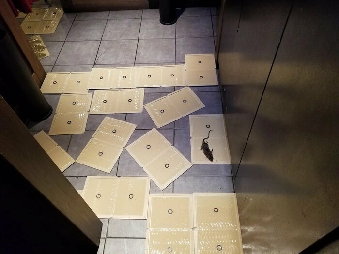 粘着トラップを使った駆除（筆者撮影）