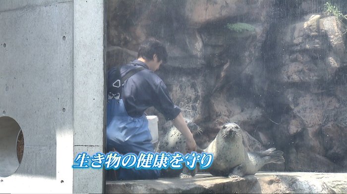 震災で9割以上の生き物が犠牲になった水族館 再度襲った困難に負けず健康を守る獣医の思い