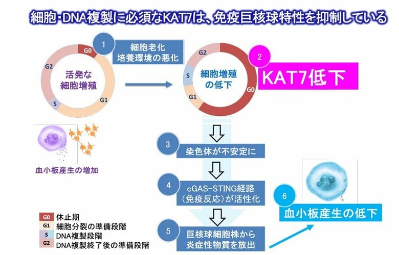 鍵は“老化で減るKAT7”?-iPS細胞由来血小板産生低下のメカニズムを解明-