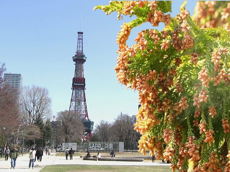 【札幌でもスギ花粉？】今年の札幌はいつもと違う！ムズムズする市民急増！ないはずのスギ花粉がなぜ札幌で？円山の森にひっそりと佇む樹齢130年の巨木と春のくしゃみの意外な関係〈北海道〉｜FNNプライムオンライン