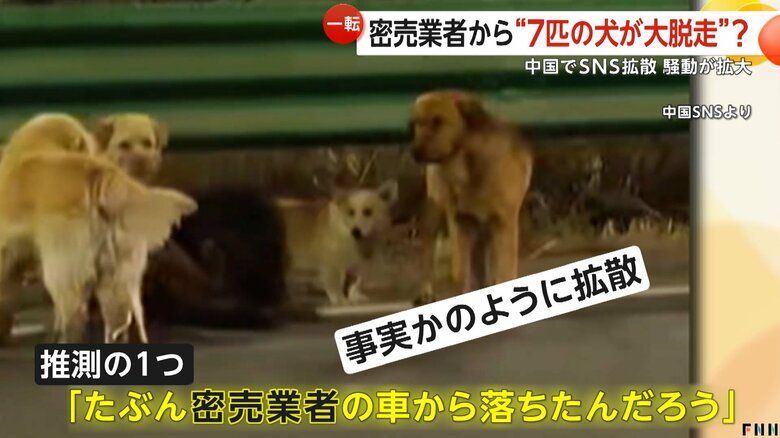 全中国が泣いた?SNSで拡散“7匹の犬が大脱走”　臆測で生成AI動画や“密売業者特定”の動きも　物語の真相は「発情期で外に」飼い主現る｜FNNプライムオンライン