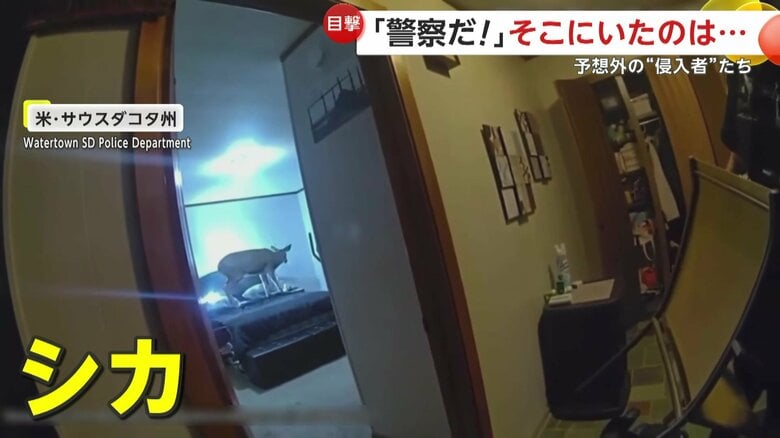 「警察だ！」侵入者との通報受け突入…緊張走るも「なんてこった！」予想外の犯人は“鹿”　警察署にリス“不法侵入”も　アメリカ｜FNNプライムオンライン