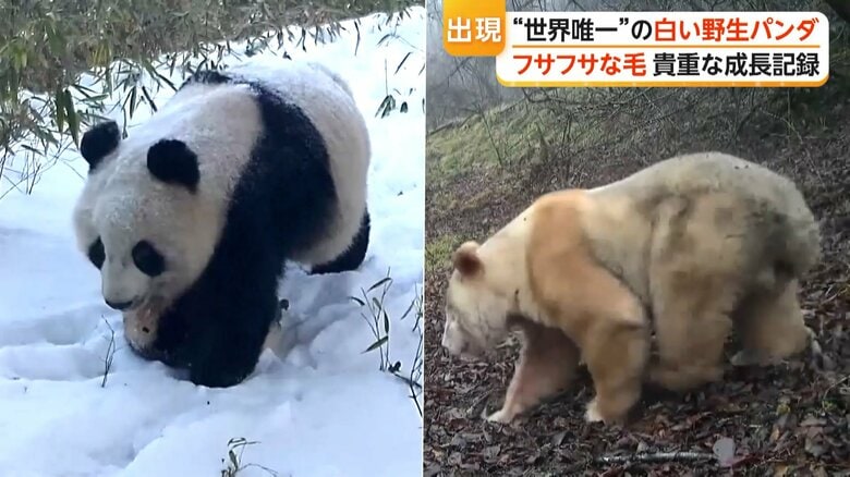 “世界唯一”白い野生パンダ　ほかのパンダとじゃれ合う様子も　2019年に初めて確認　中国・四川省｜FNNプライムオンライン