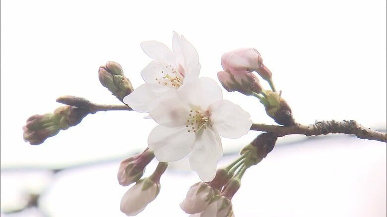 東京で「桜」開花を発表　平年よりも10日早く　気象庁　過去”最速”に並ぶ｜FNNプライムオンライン