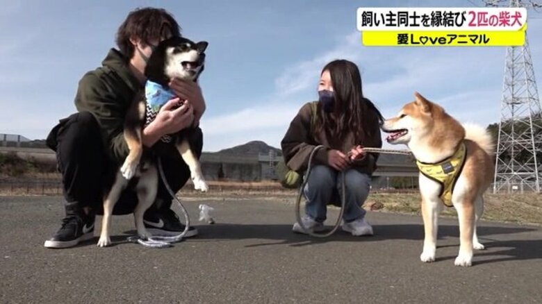 4年前の散歩コースが“デートコース”に…恋のキューピッドは2匹の柴犬【福井発】｜FNNプライムオンライン