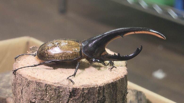 住宅街に3000匹のカブトムシ・クワガタなど飼育する倉庫　「ヘラクレスオオカブト」「オオクワガタ」など全国各地、世界各国から集めた約100種類「虫を大切にする人が喜びに来てくれれば」｜FNNプライムオンライン