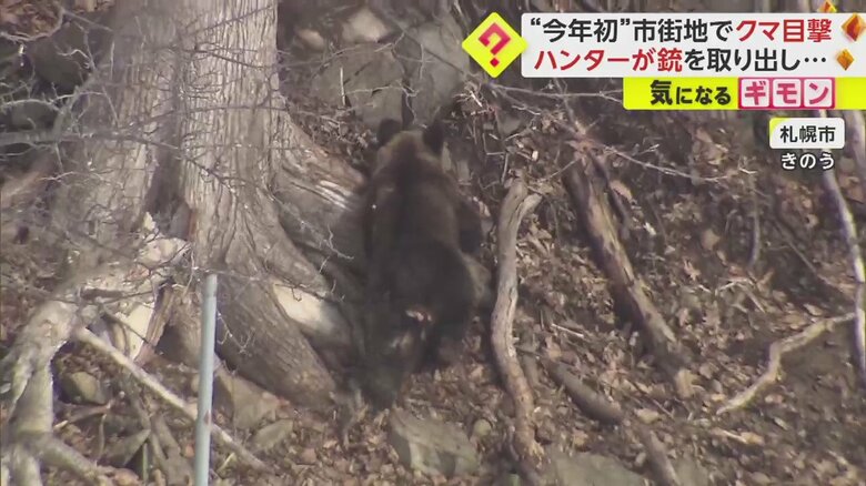 カメラマンの数十m先の斜面を登る、クマ