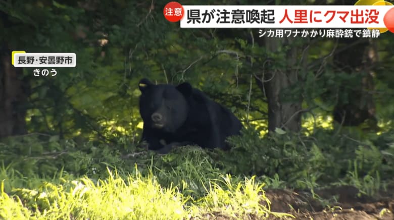 近くの住民が畑の脇でシカ用のワナにかかっているのを見つけた