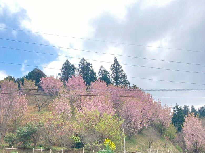 浜田市大金町の桜（4月5日撮影）