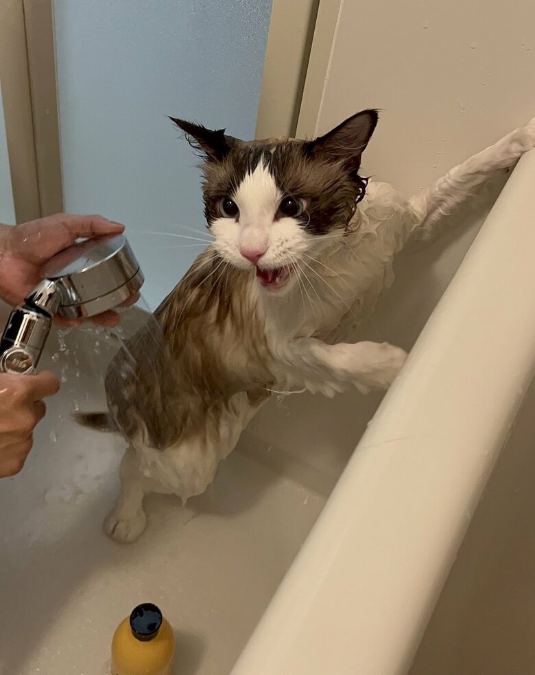 とろろくんは浴槽の方に逃げようとしたり