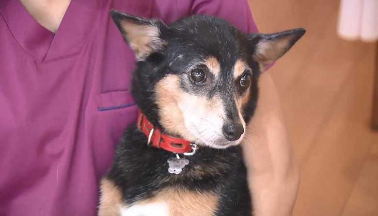“福を呼ぶ”と評判の看板犬 凄惨な「多頭飼育崩壊」現場から生き延びたイヌだった【長崎発】