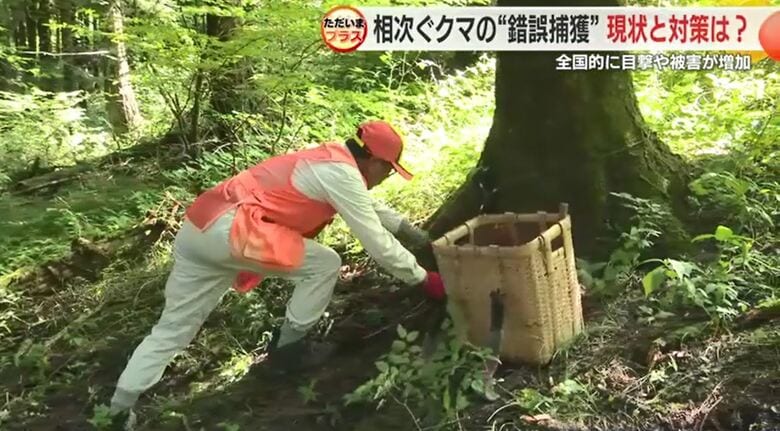 ワナは木の根元などに設置
