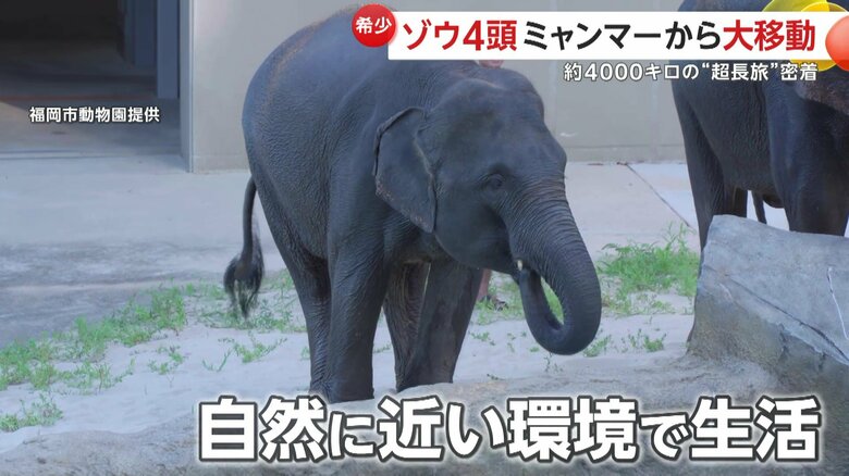 ゾウたちが快適に過ごせるよう意識された環境