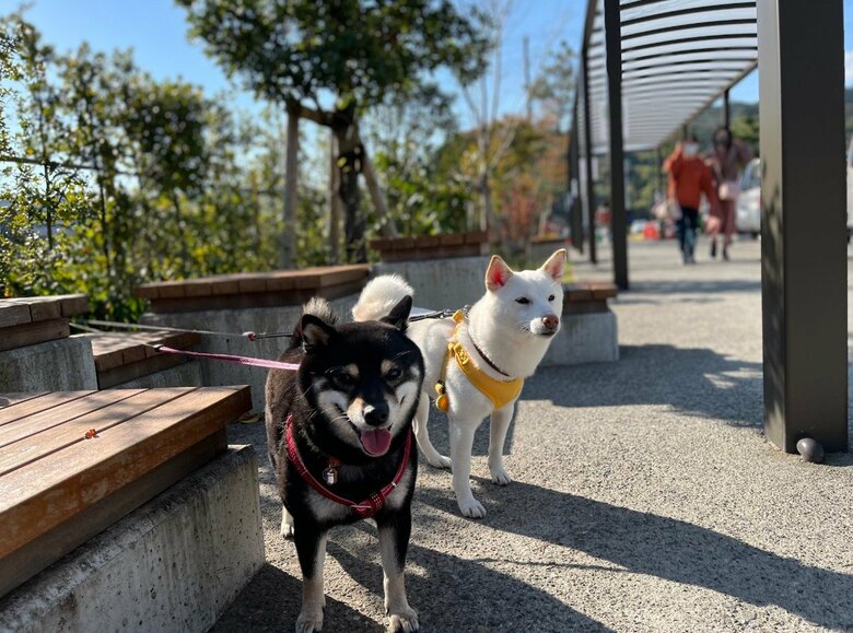 提供：柴犬のくぅとそらさん
