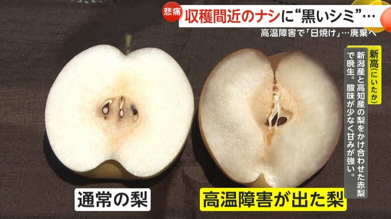 高温障害が出た梨の断面