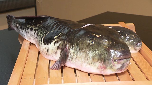 新たな名物「福とら」