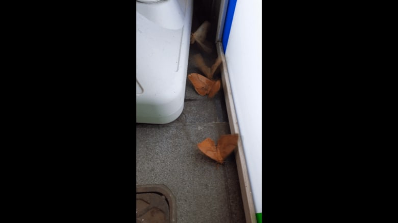 いたるところに…クスサン