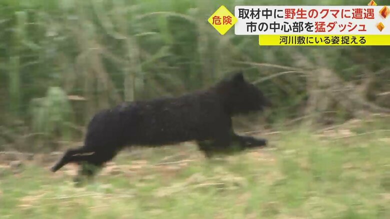 川沿いを上流に向かって走るクマ