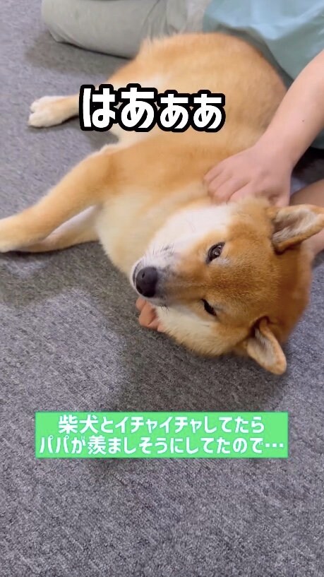 提供：柴犬ぽてとさん