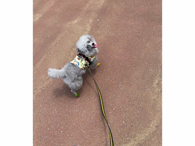 提供：とらめさん