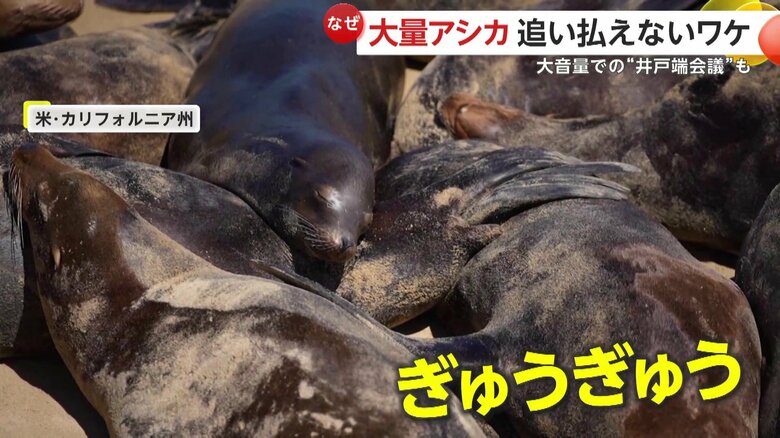 重なり合うほど集まったアシカ