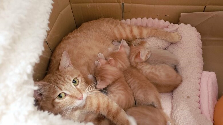 保護してまもなく、5匹の子猫を産んだこむぎちゃん