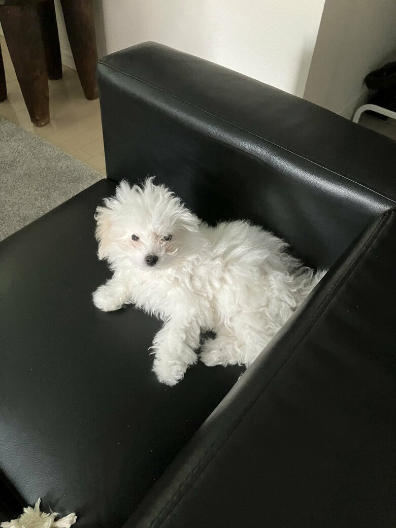 提供：白く、柔らかな犬さん