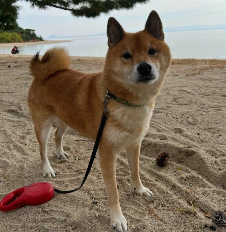 琵琶湖にて。心なしか散歩に前向き？