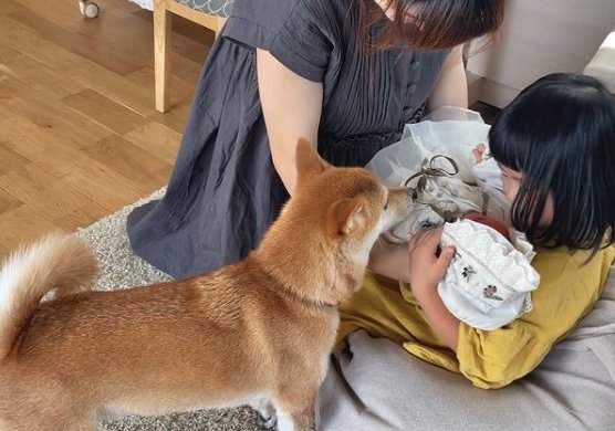 提供：柴犬りんご郎 YouTube 