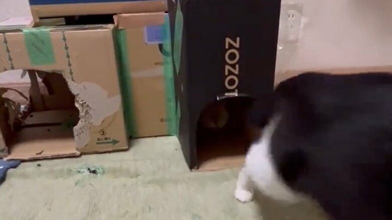 ある日の出来事その2。ビビくんが移動。実はその後ろを…