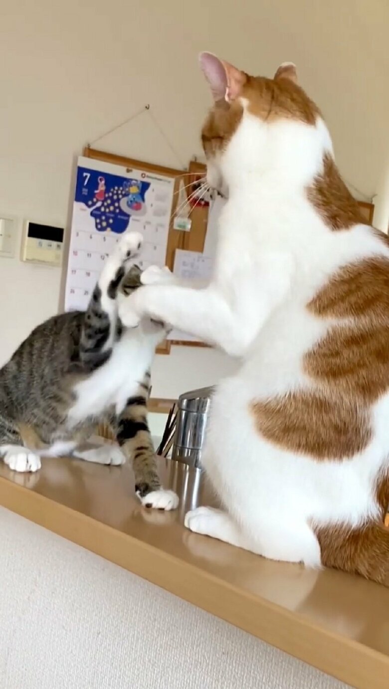わさびくんは優しくあしらう