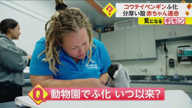 コウテイペンギンの誕生は、この動物園では13年ぶりだという