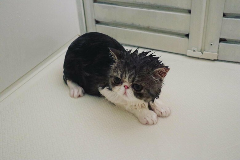 思ったよりも小さくなるという