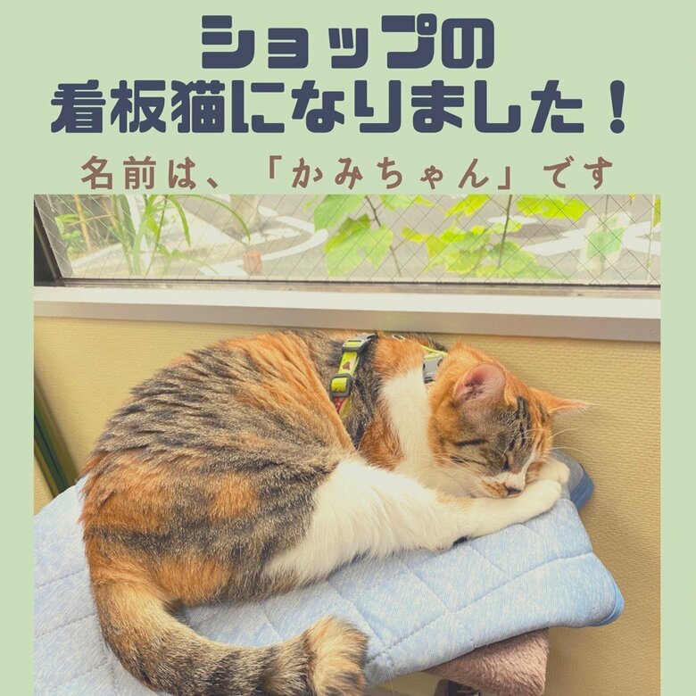 「かみちゃん」として、お店の看板猫になった