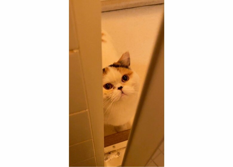 あんみつ（提供：みかんとじろうさんちさん）