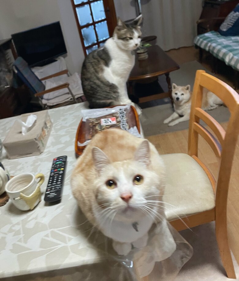 手前：キビタロウ　中央：タラ　奥：フク