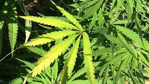 「合法販売で4000万ドルの税収見込み」とアダムズ市長（写真：NIDA）