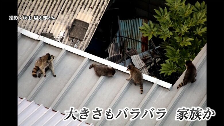 家族とみられるアライグマの集団