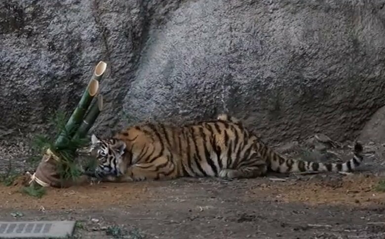 にじり寄って興味津々